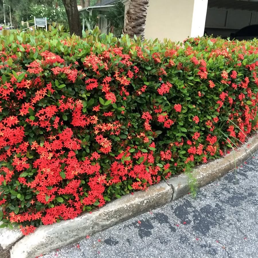 tanaman bambu kecil untuk pagar, soka tanaman bambu kecil untuk pagar, soka