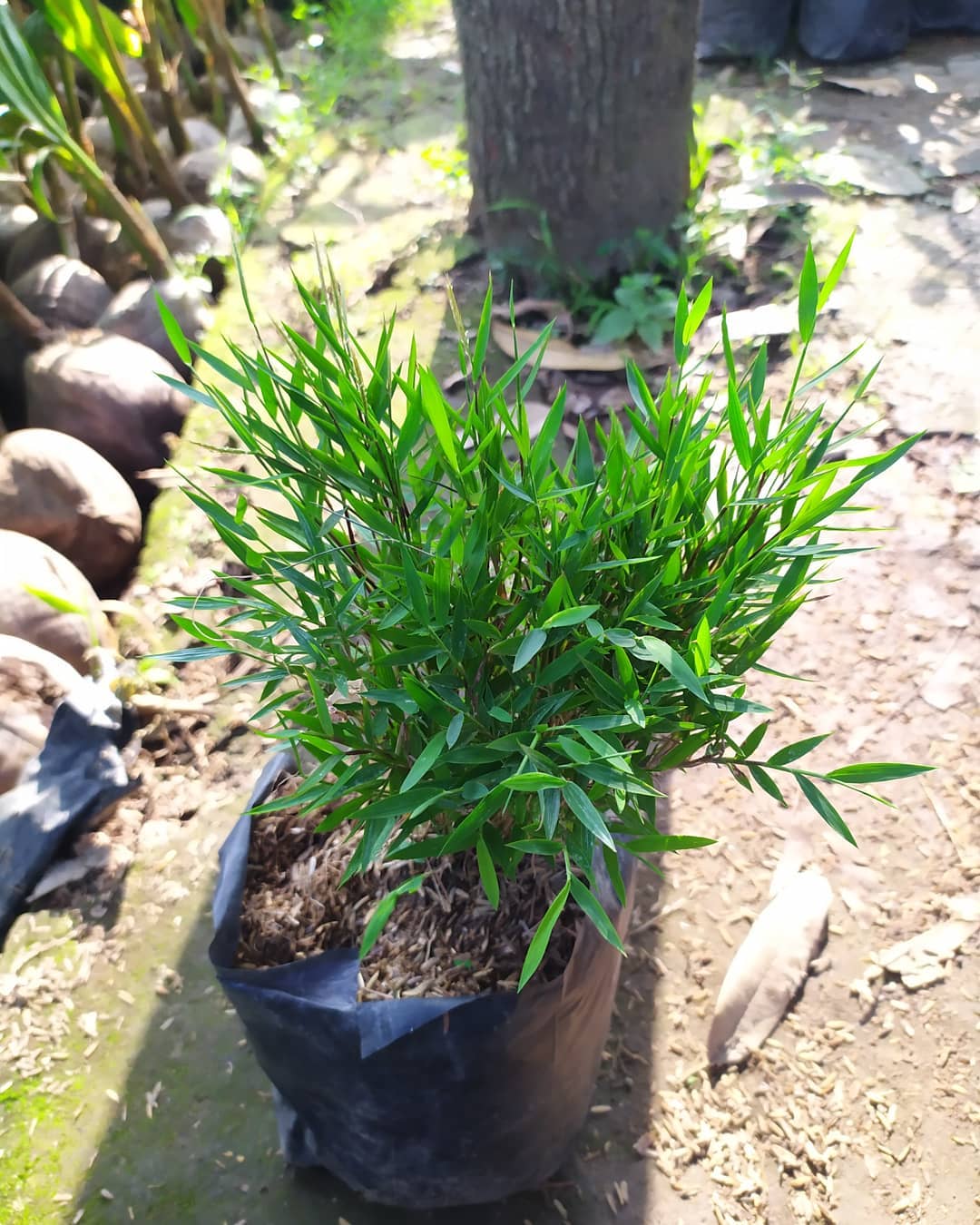 bambu jepang bambu jepang