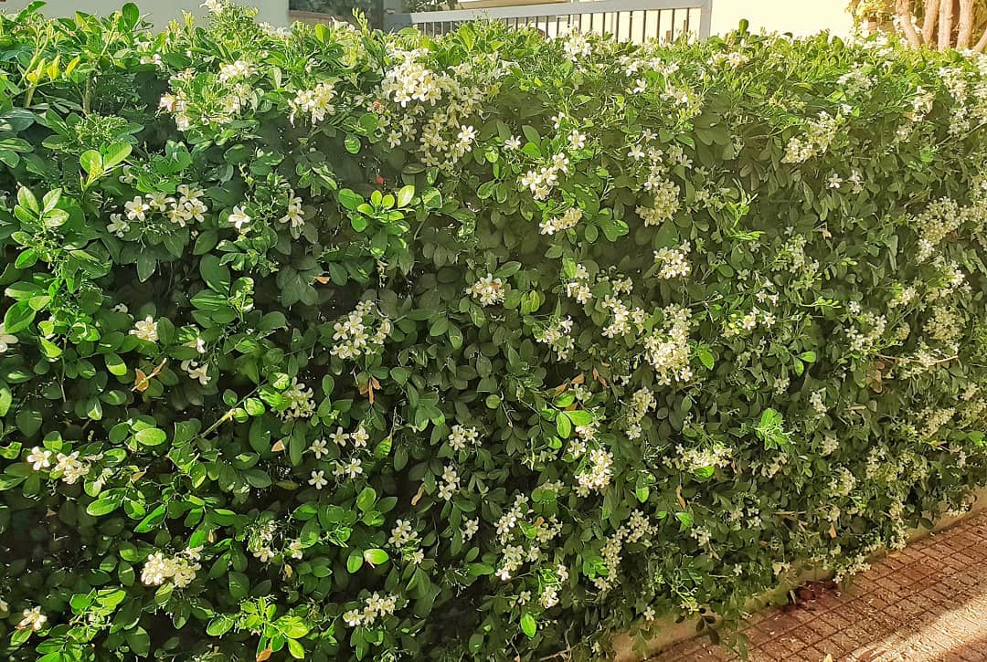 tanaman pagar kecil, kemuning tanaman pagar kecil, kemuning