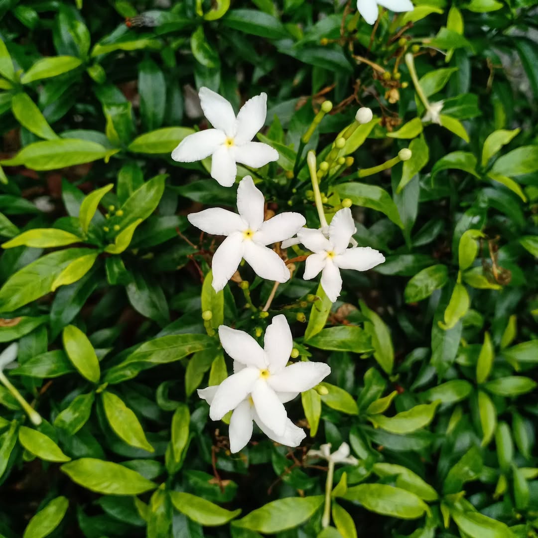 melati jepang melati jepang