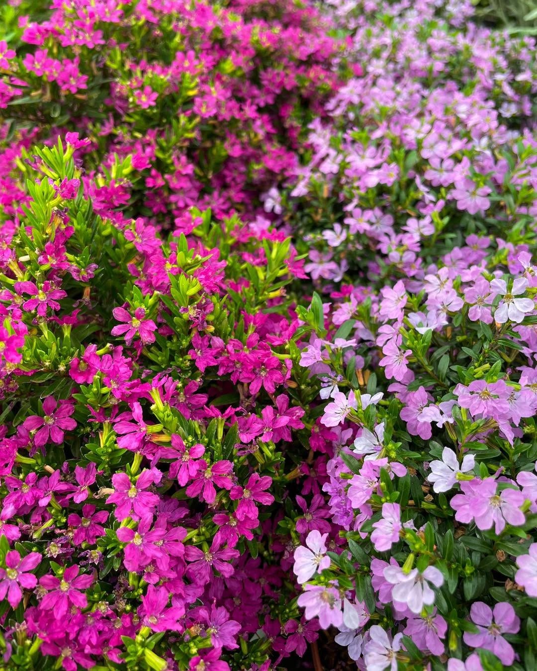 tanaman bambu kecil untuk pagar, taiwan beauty tanaman bambu kecil untuk pagar, taiwan beauty