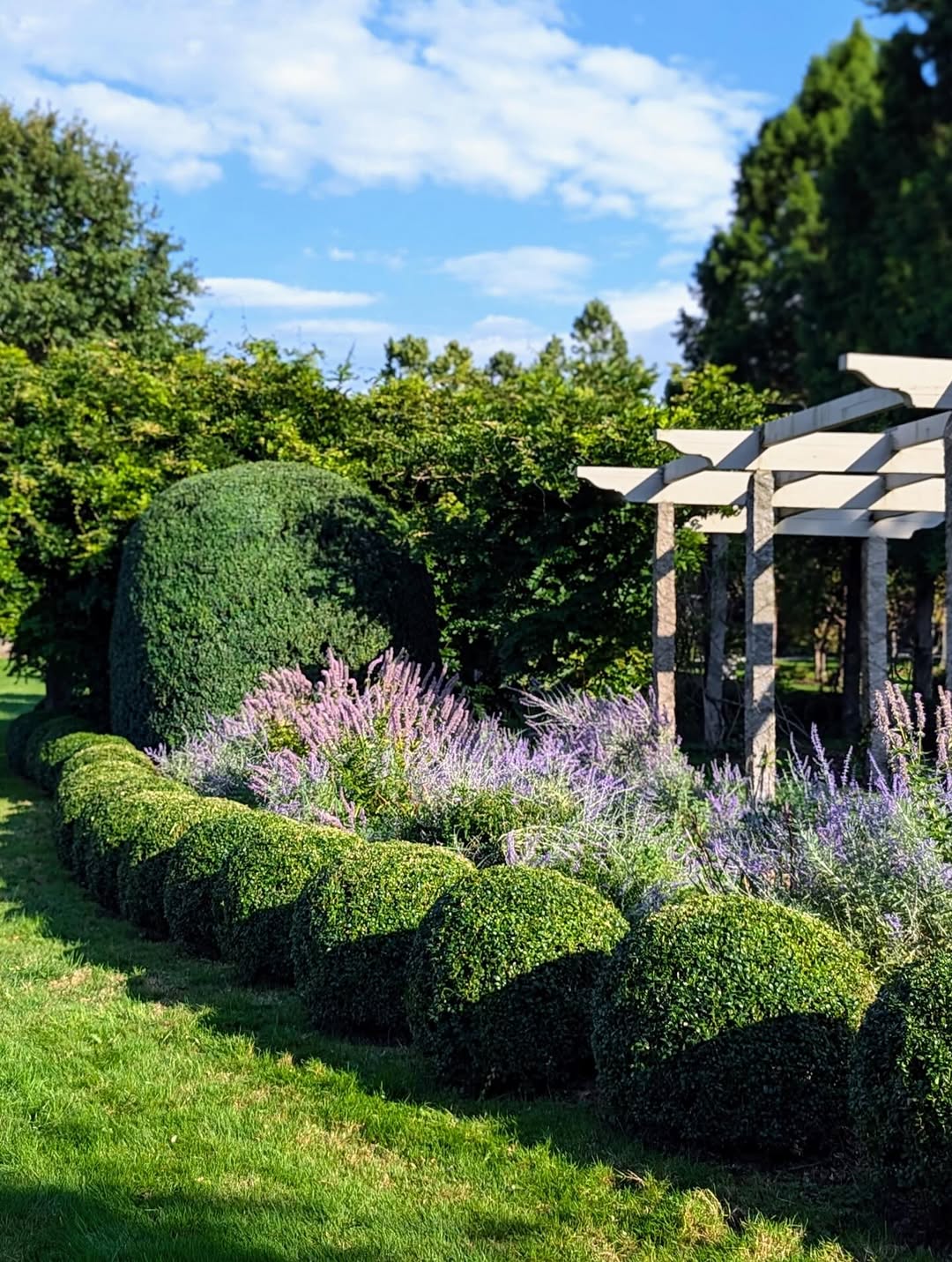 tanaman pagar pendek, boxwood