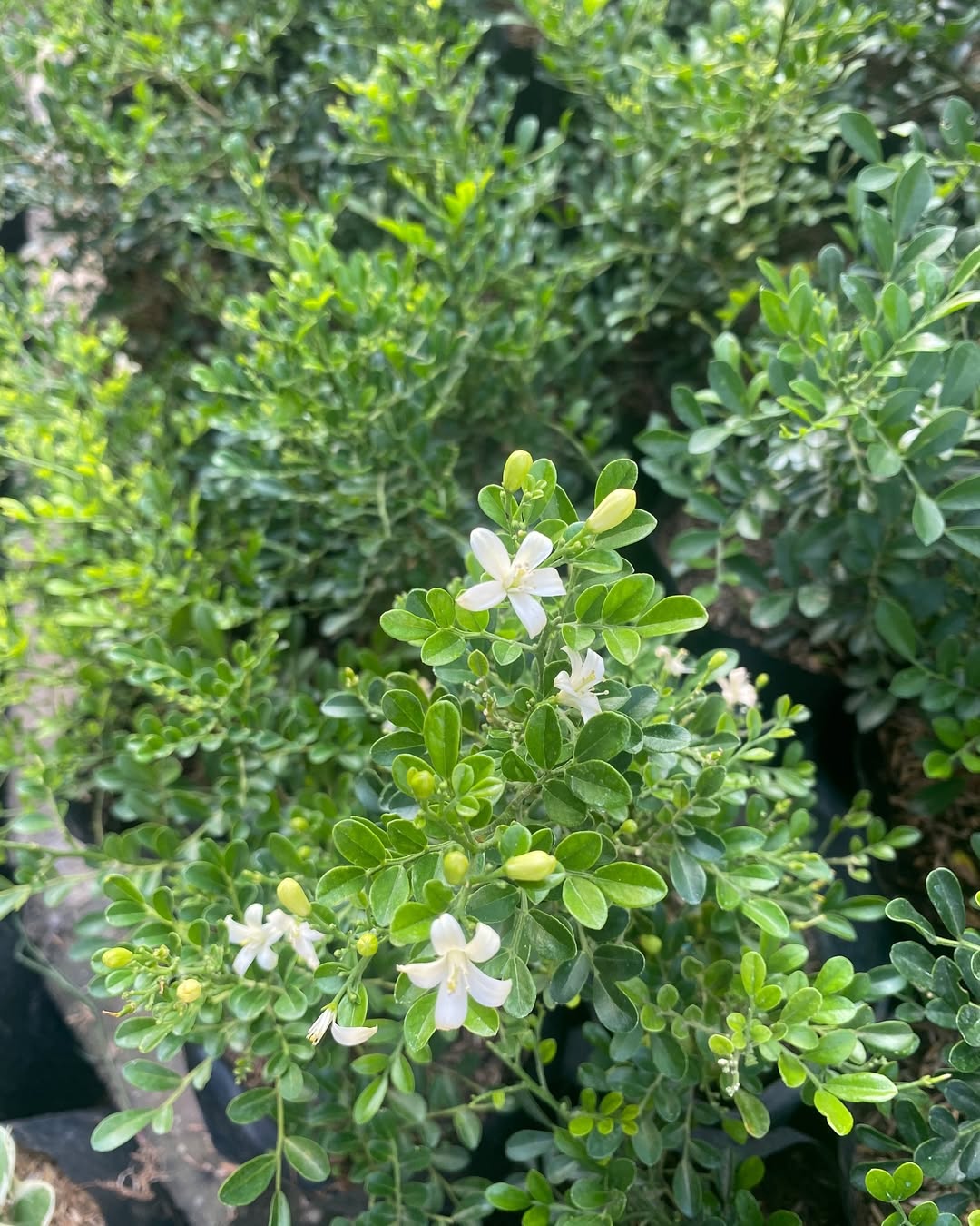 tanaman hias pagar pendek, kemuning