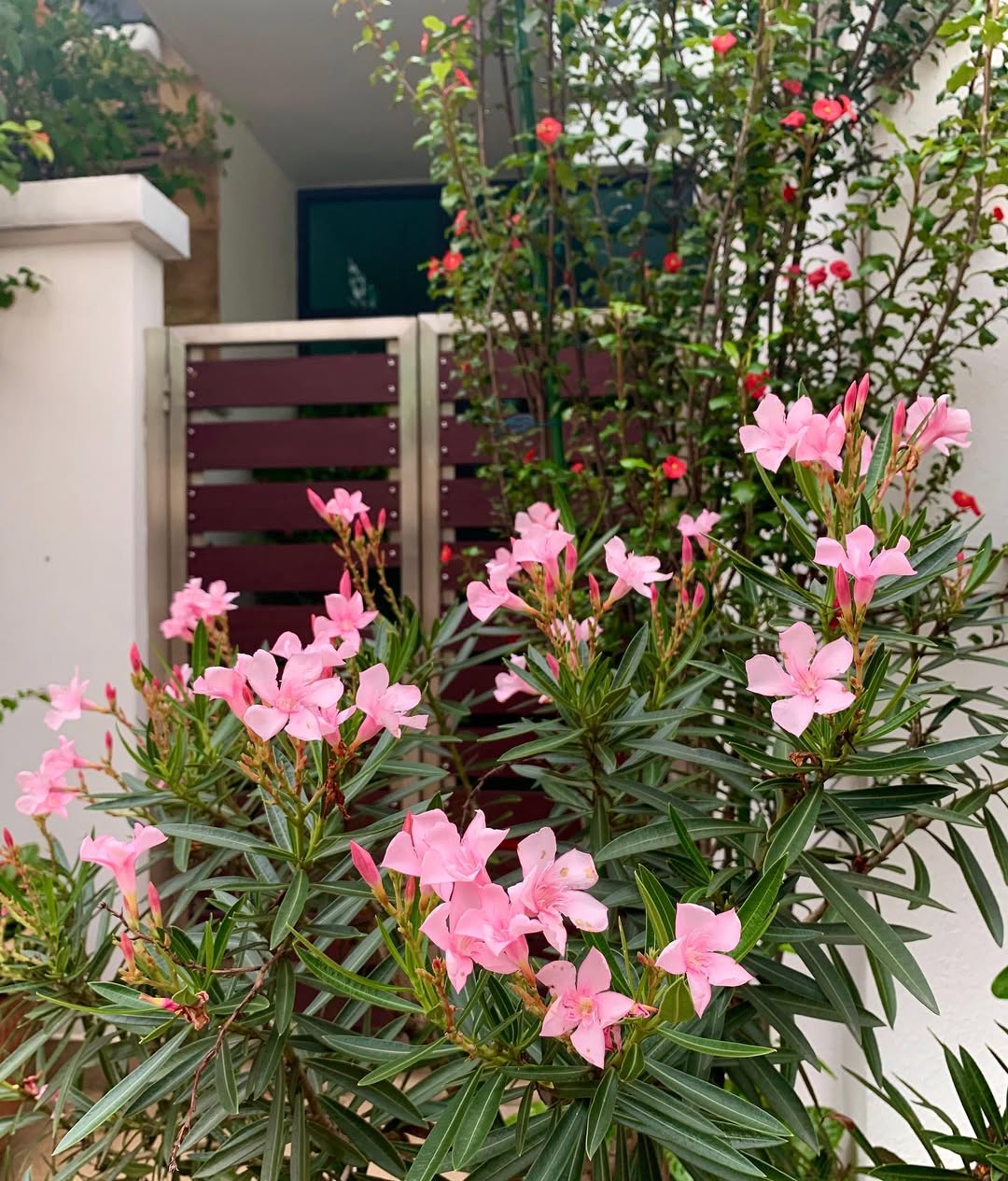 tanaman pagar pendek, dwarf oleander