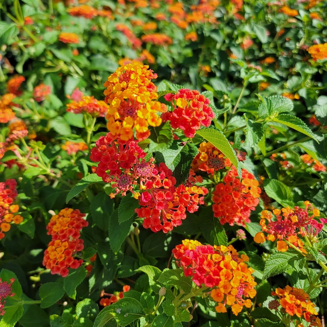 dwarf lantana