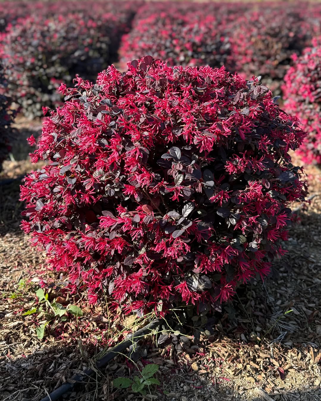 tanaman pendek untuk pagar, loropetalum