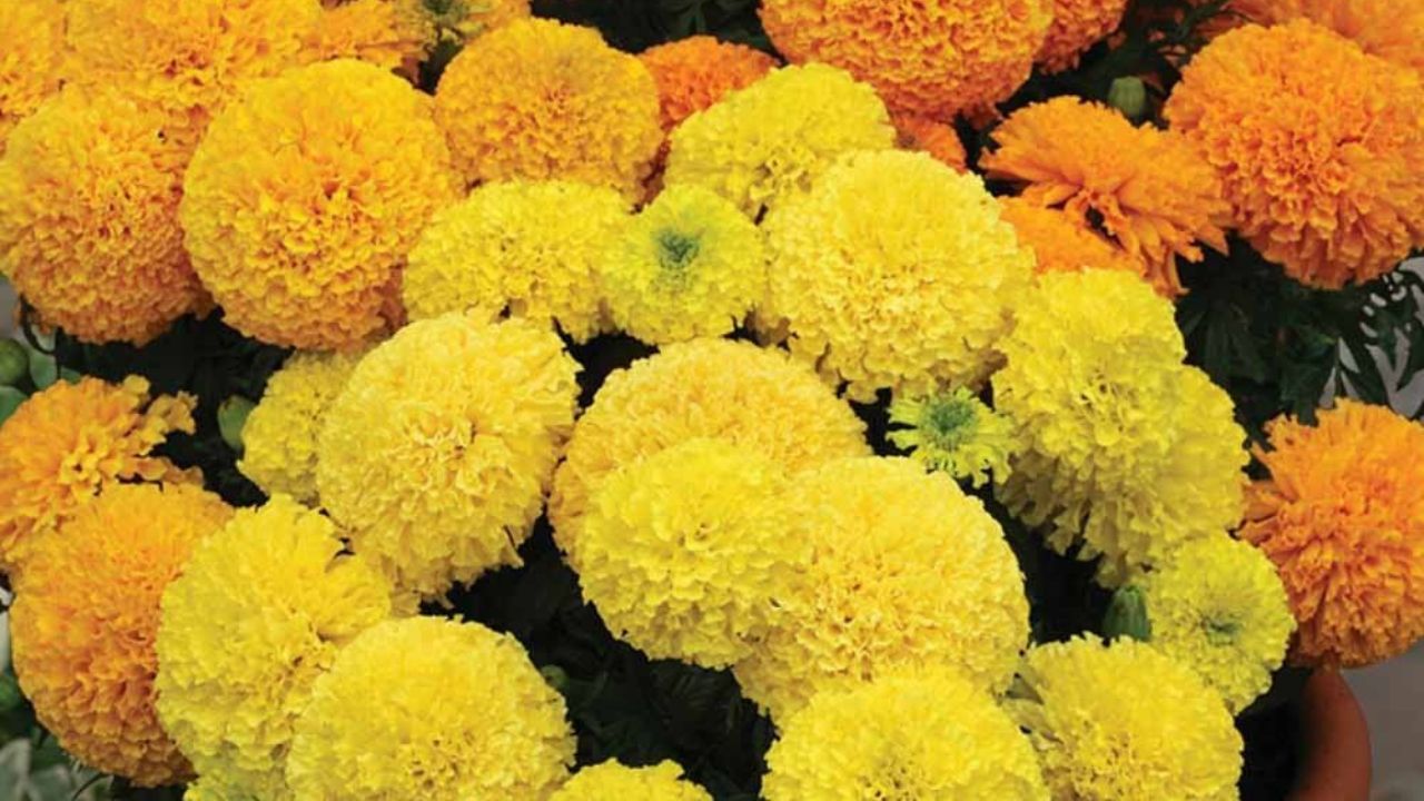 tanaman pengusir semut merah