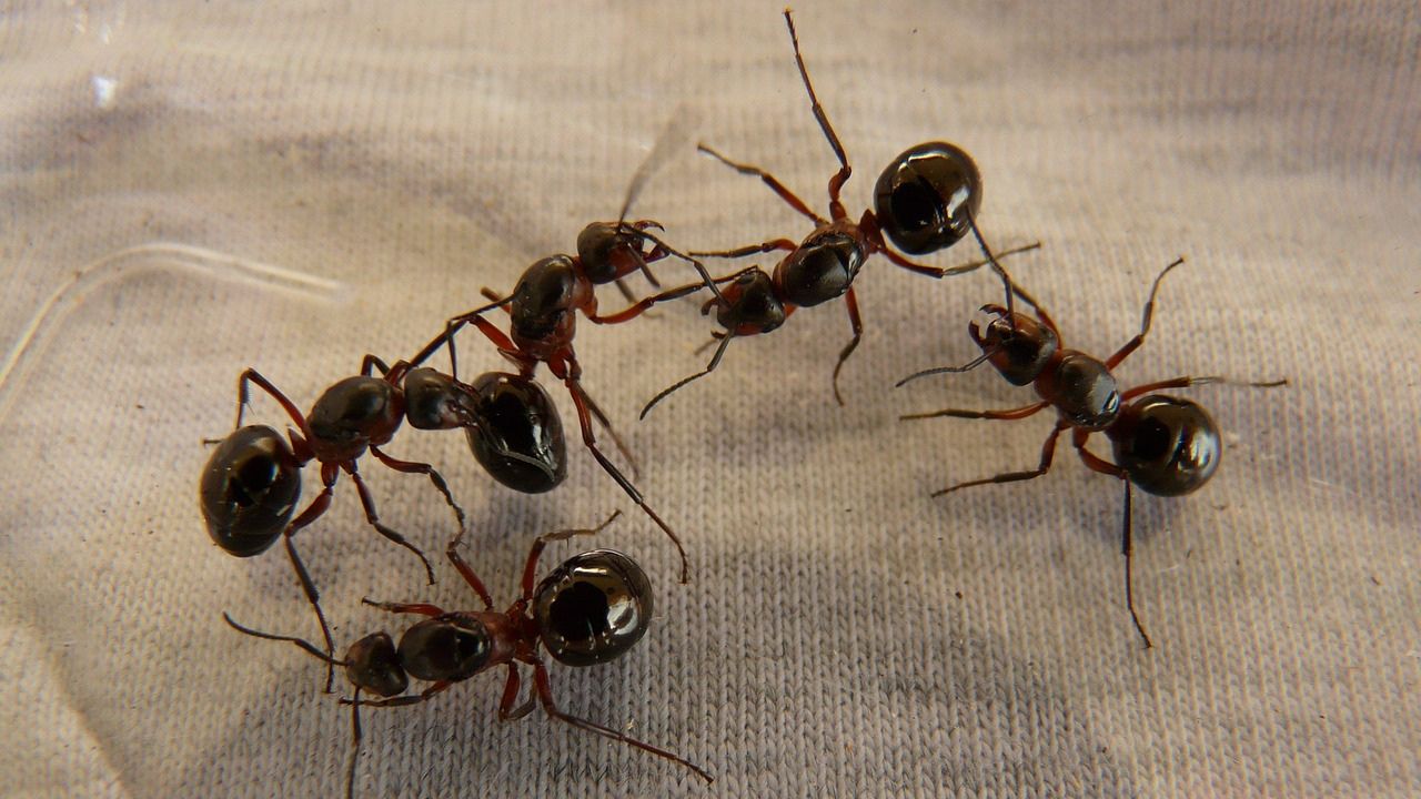 tanaman pengusir semut