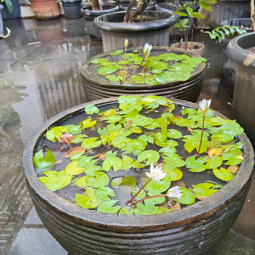 tanaman air hias, teratai mini