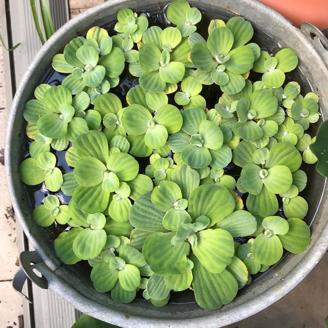 tanaman hias media air, water lettuce