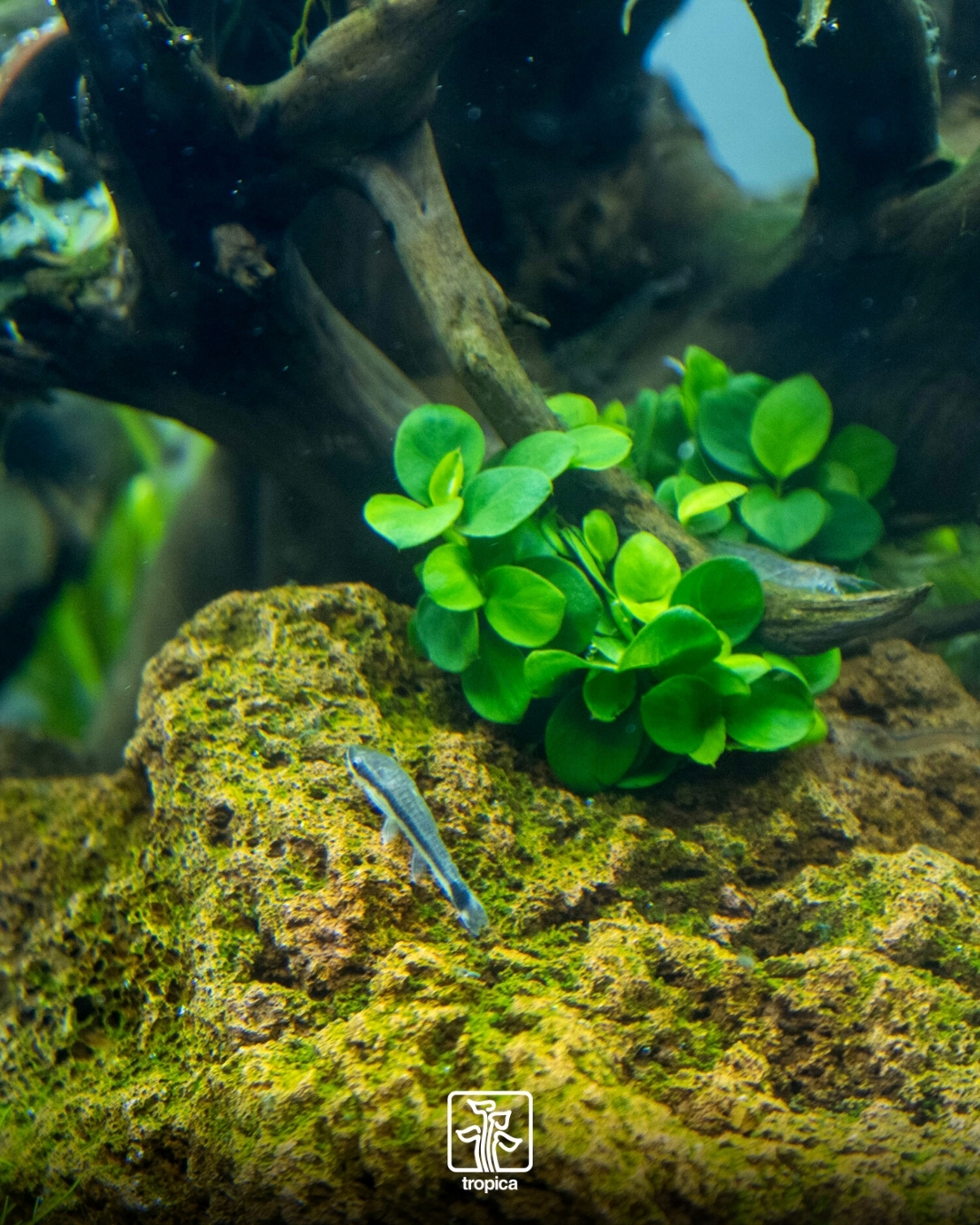 tanaman air hias aquarium, anubias