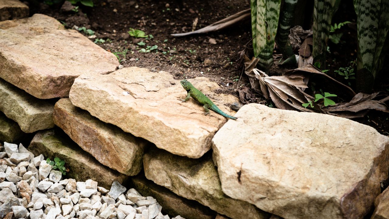 jenis batu untuk taman