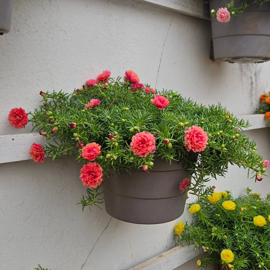 tanaman gantung tahan panas, portulaca