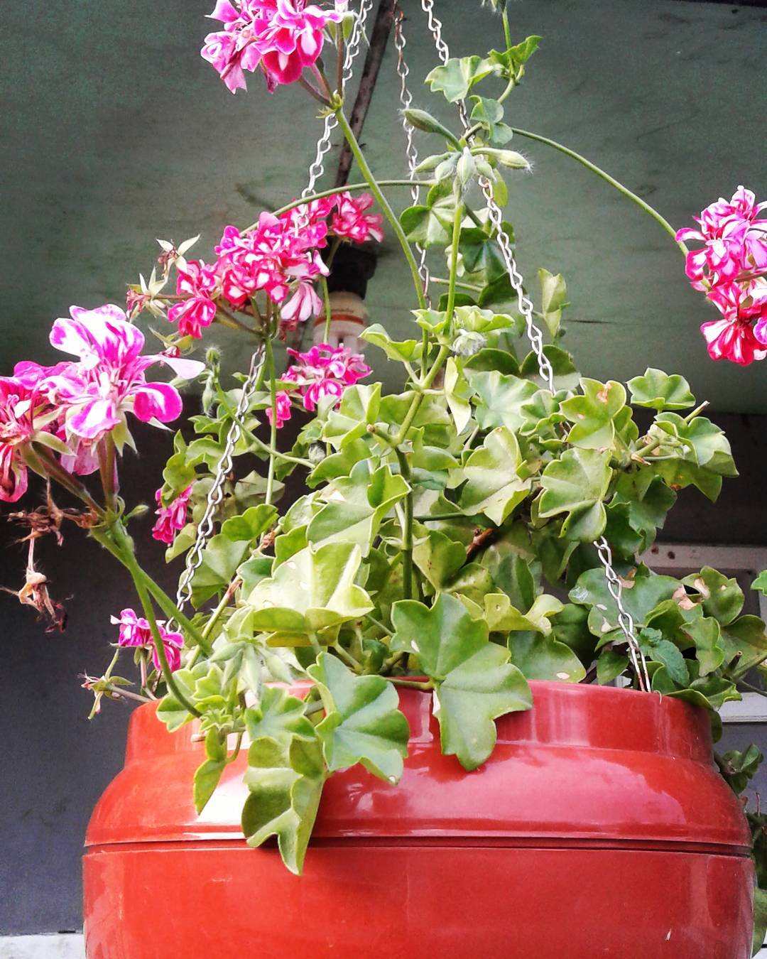 geranium