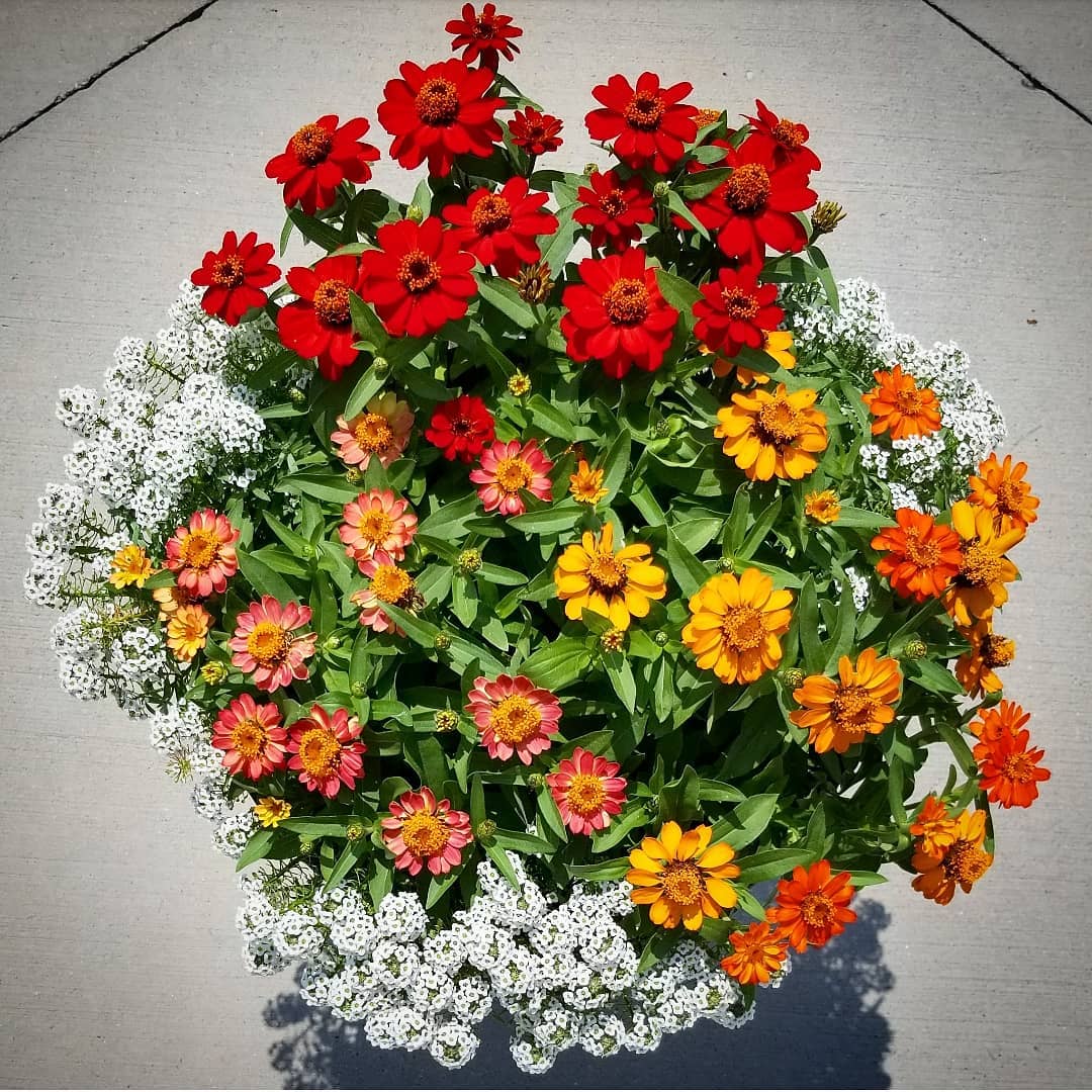 tanaman gantung tahan panas dan hujan, zinnia trailing