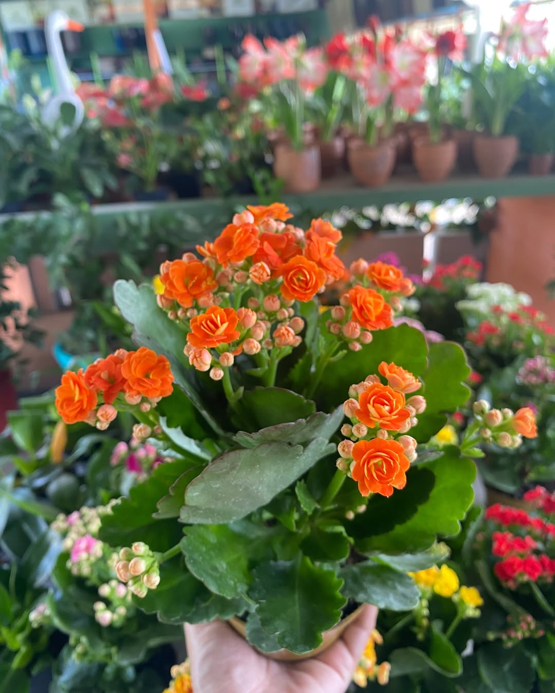 kalanchoe