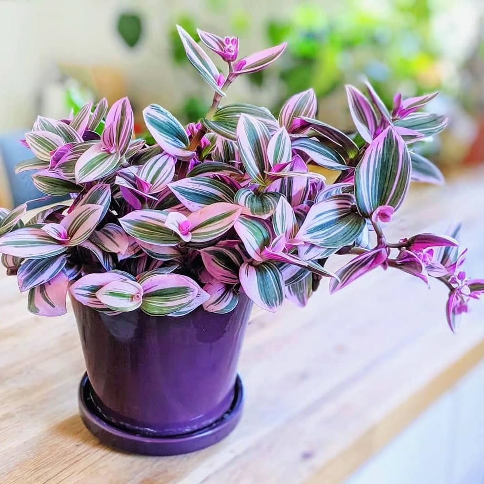 tanaman pot gantung tahan panas, tradescantia