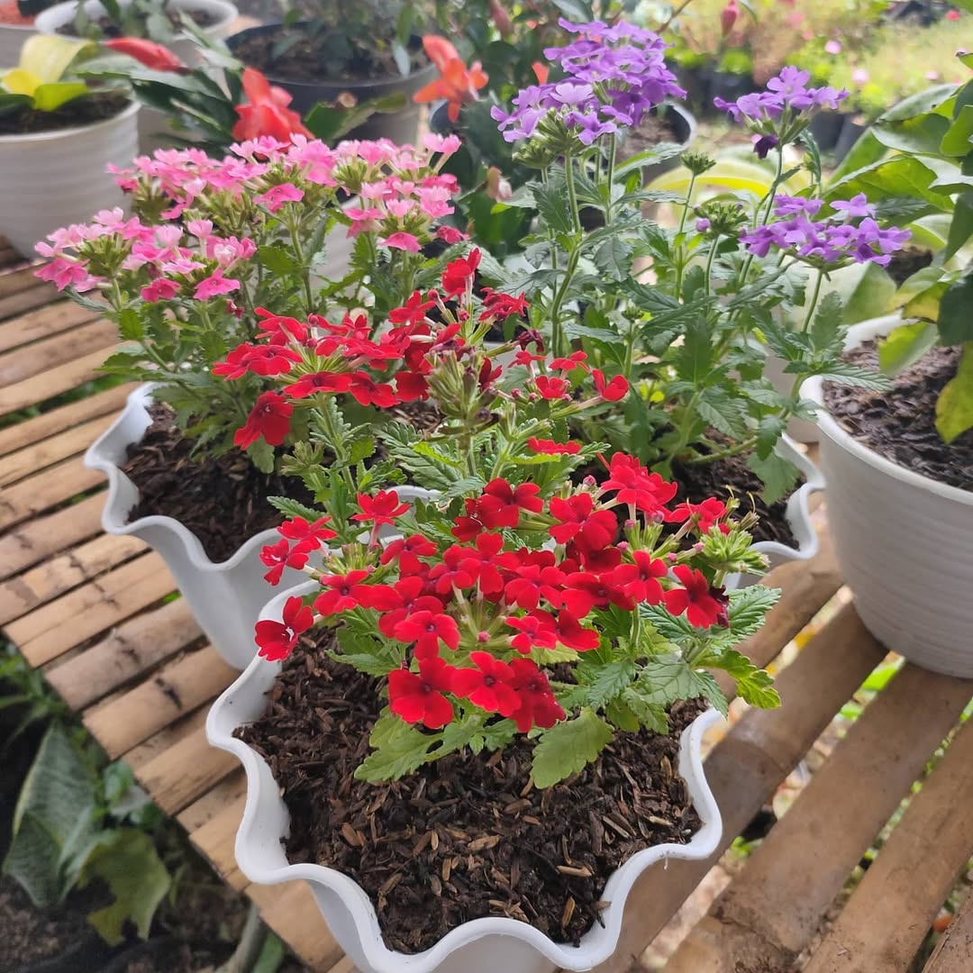 verbena
