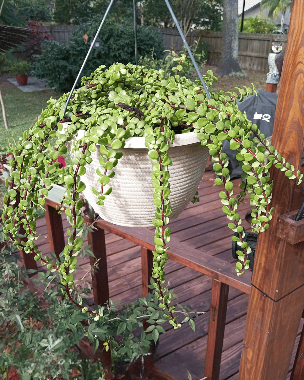 Portulacaria Afra