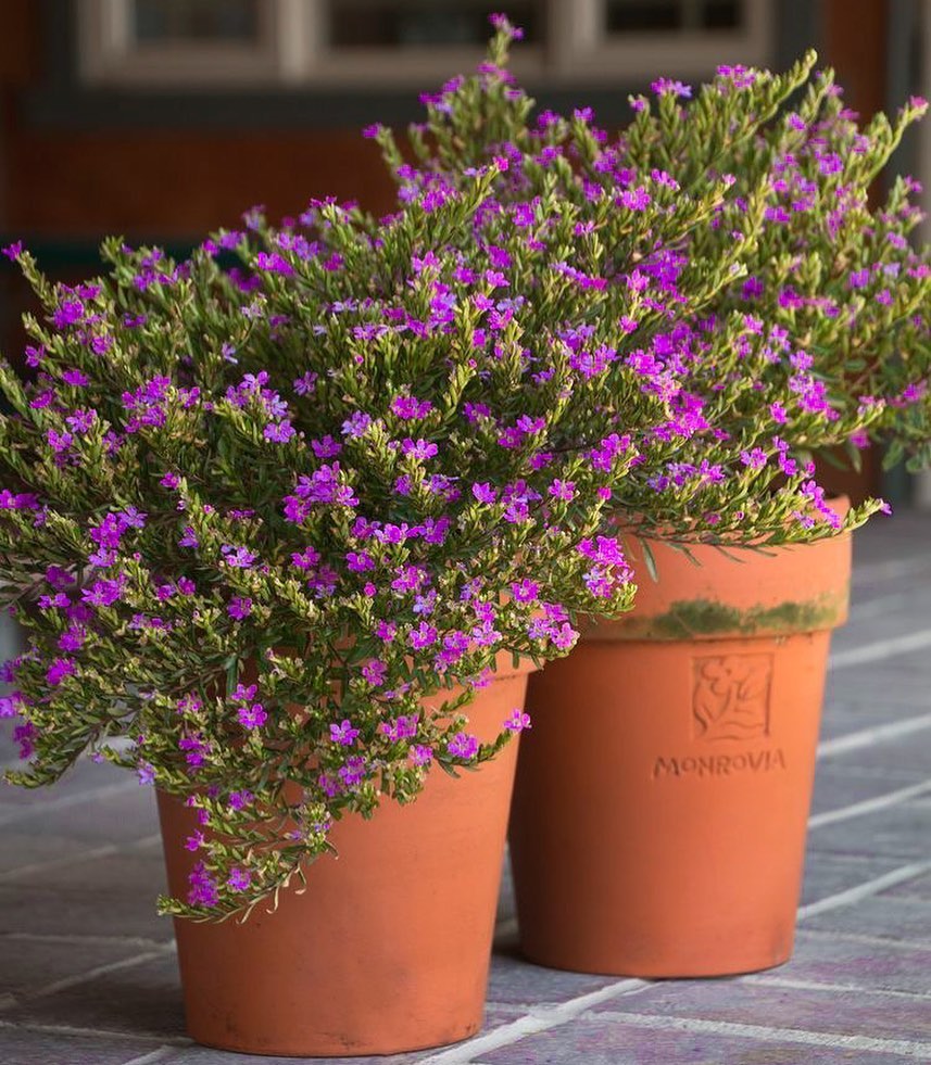 Cuphea Hyssopifolia