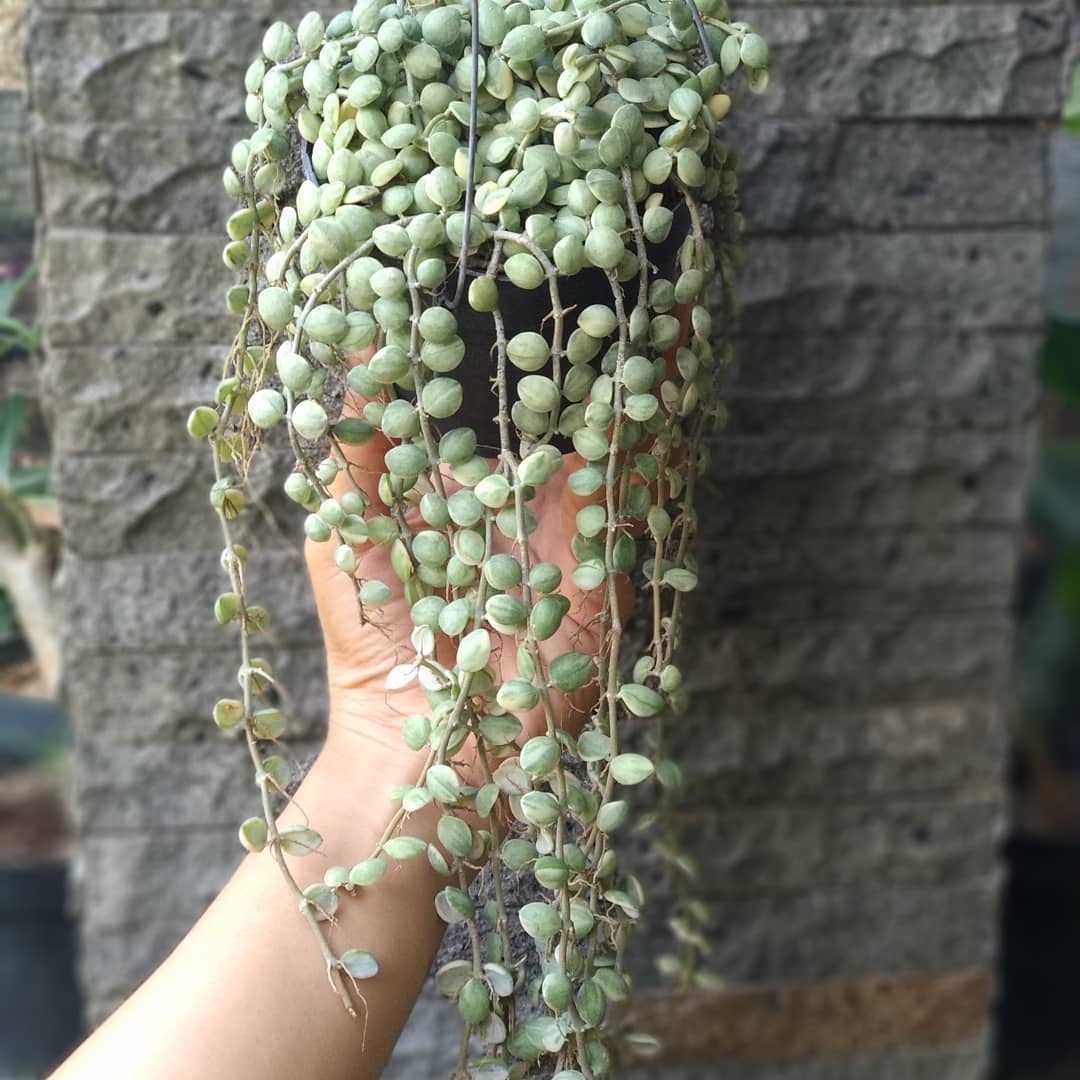dischidia