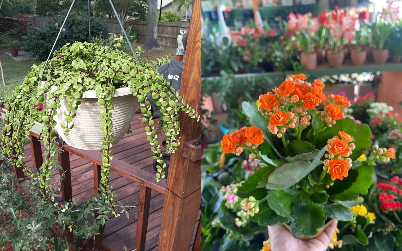 tanaman gantung tahan panas