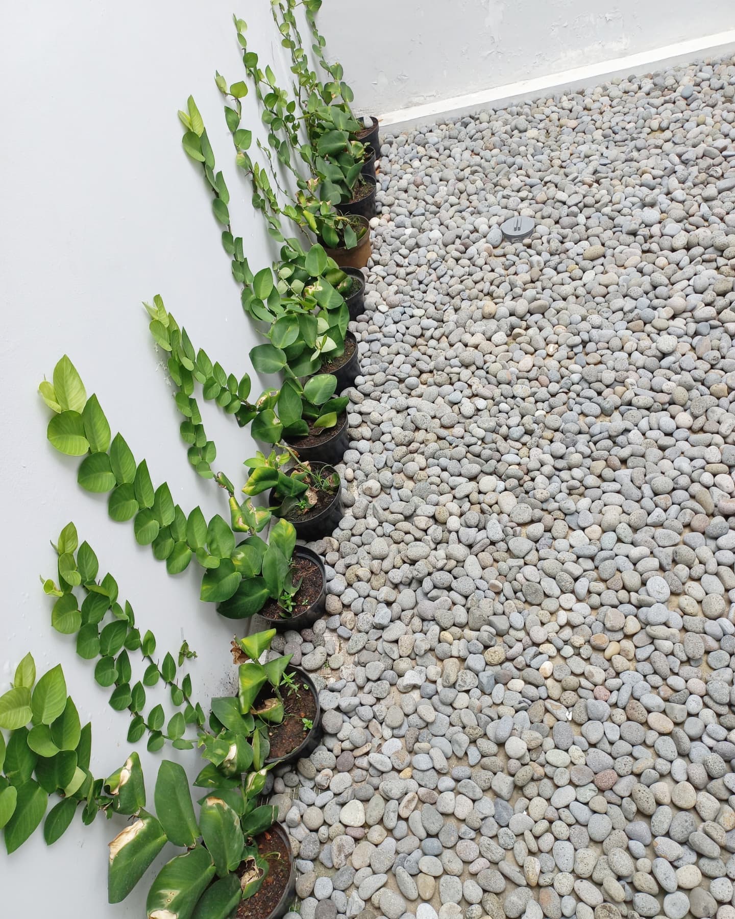 1. Desain Taman Kering dengan Batu Kerikil