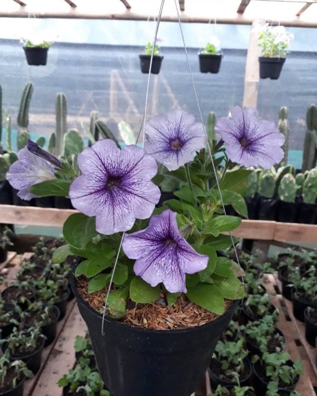 tanaman gantung berbunga, petunia