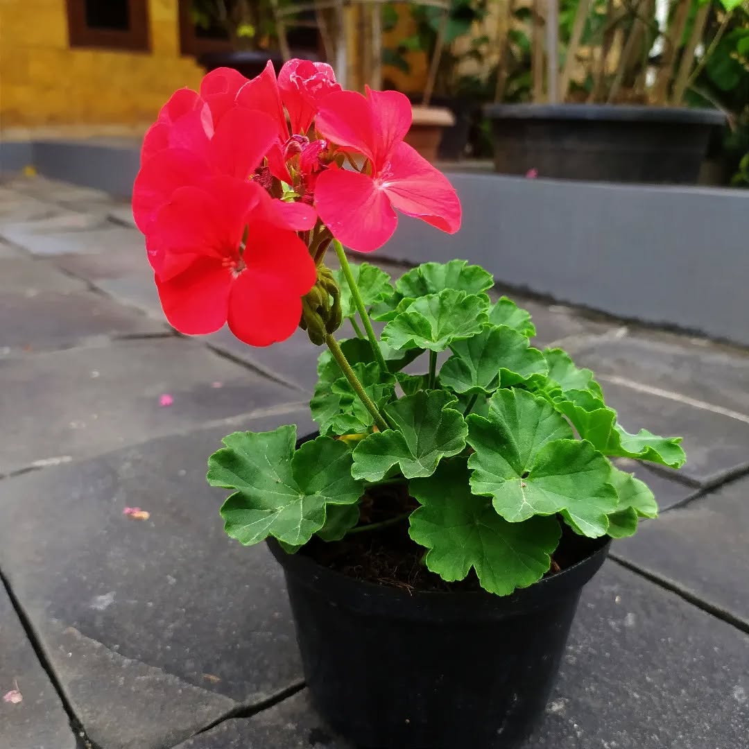 geranium