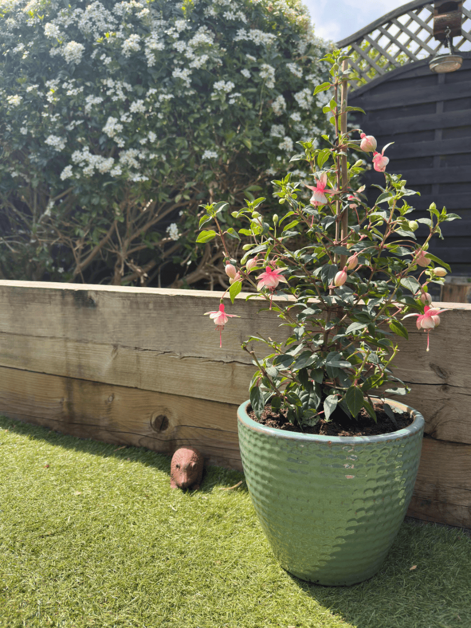 tanaman hias gantung berbunga, fuchsia