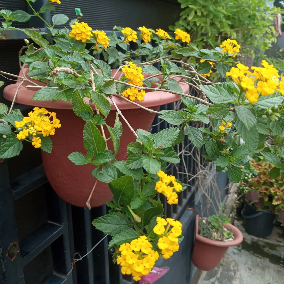 lantana