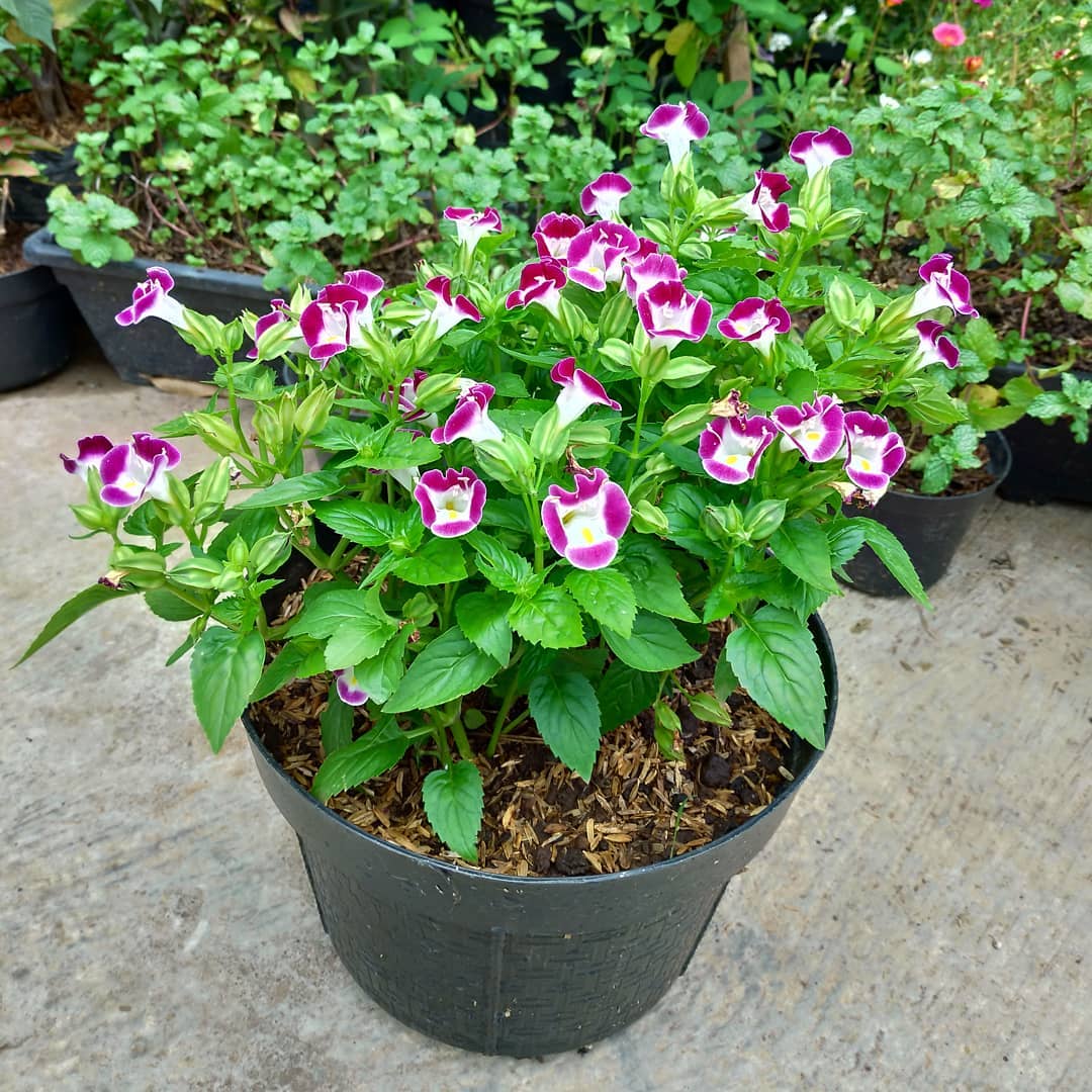 tanaman gantung berbunga cantik, torenia