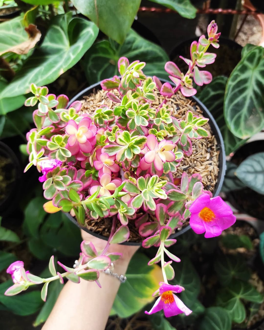 jenis tanaman hias gantung berbunga, portulaca
