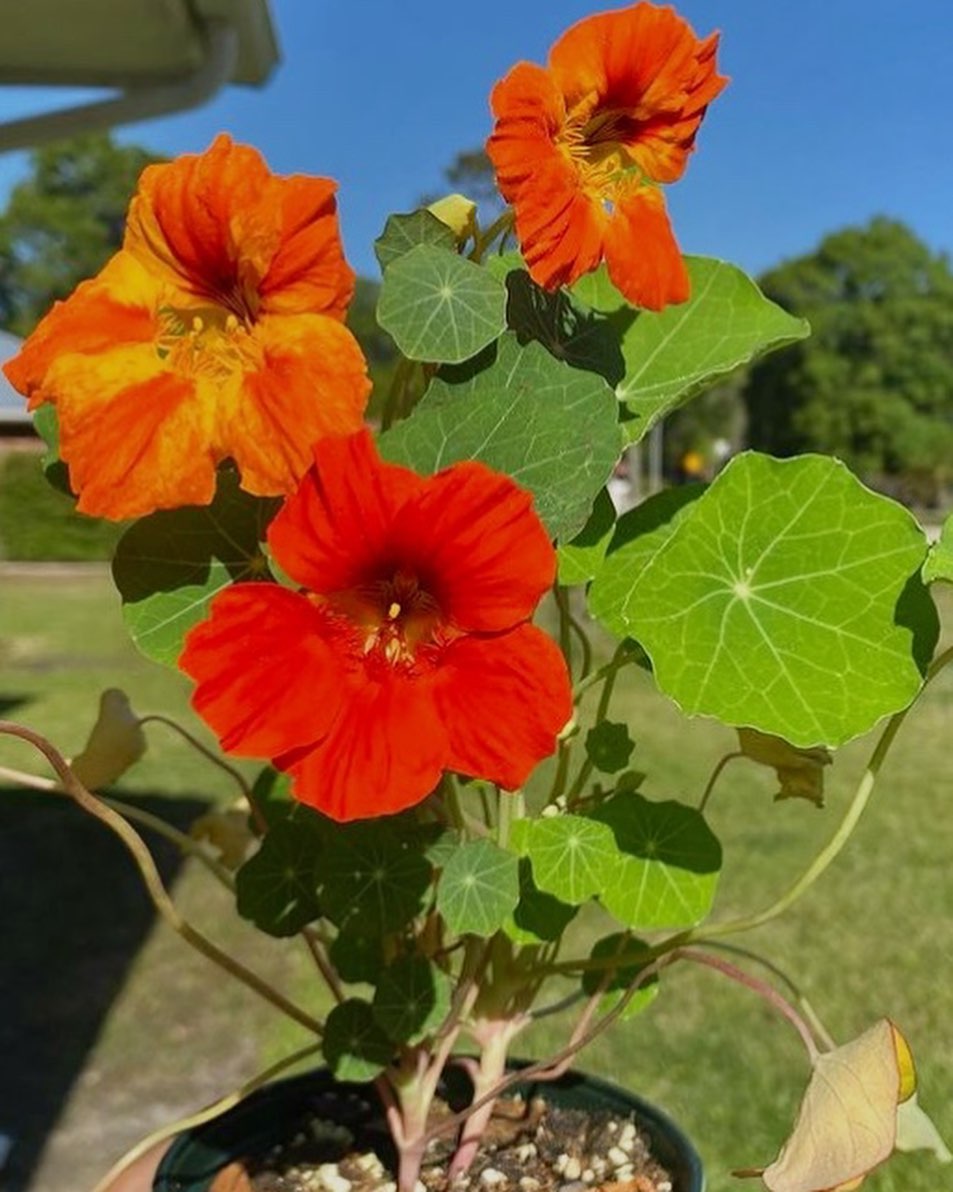nasturtium