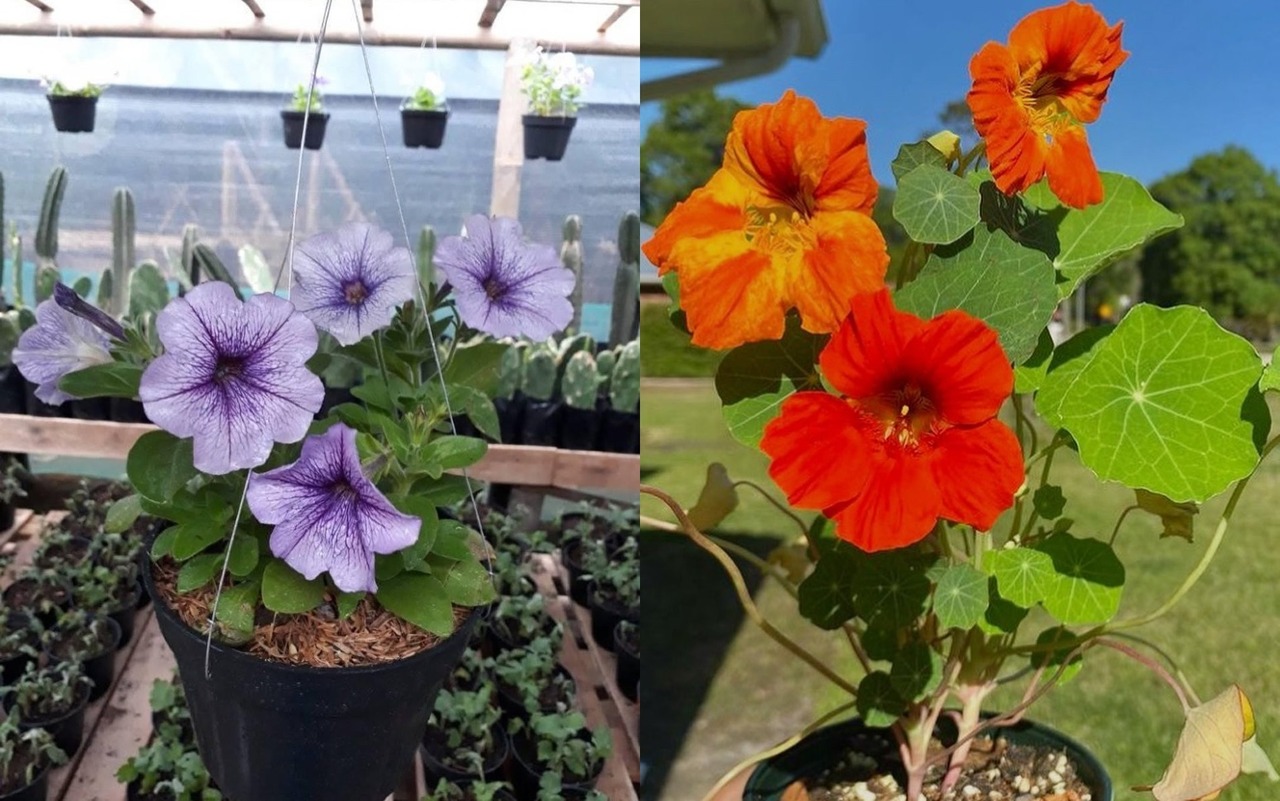 tanaman gantung berbunga tanaman gantung berbunga