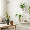 5 Rekomendasi Tanaman Hias yang Pendek untuk Mempercantik Hunian