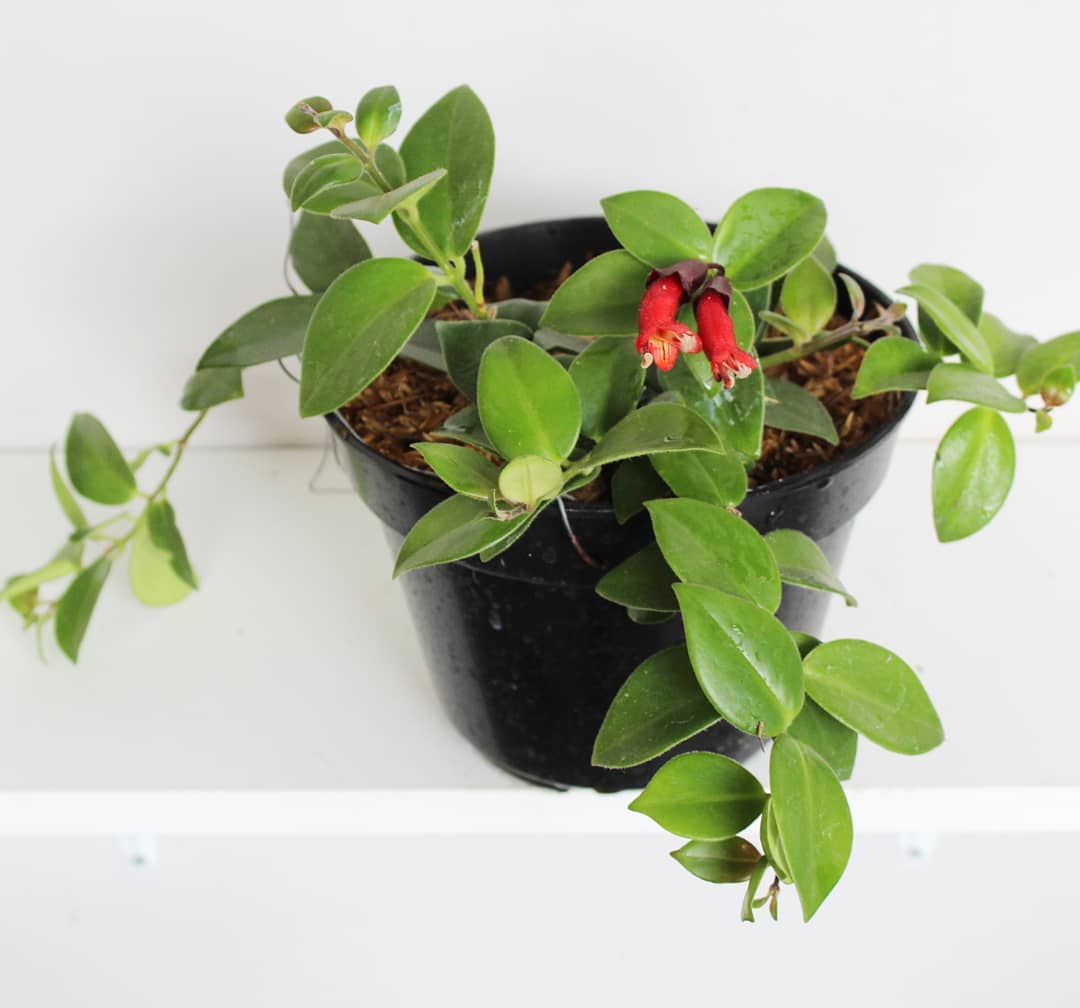 lipstick plant