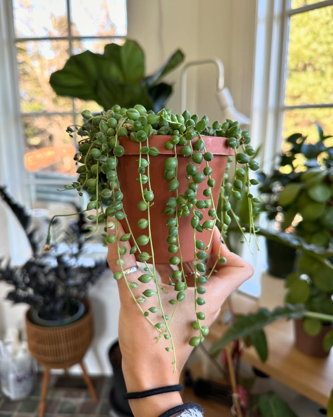 jenis tanaman gantung indoor, string of pearls