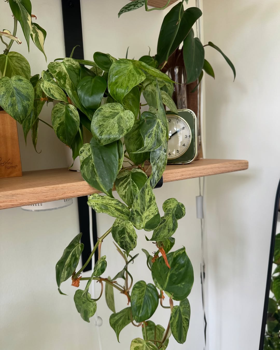 tanaman rambat gantung indoor, heartleaf philodendron