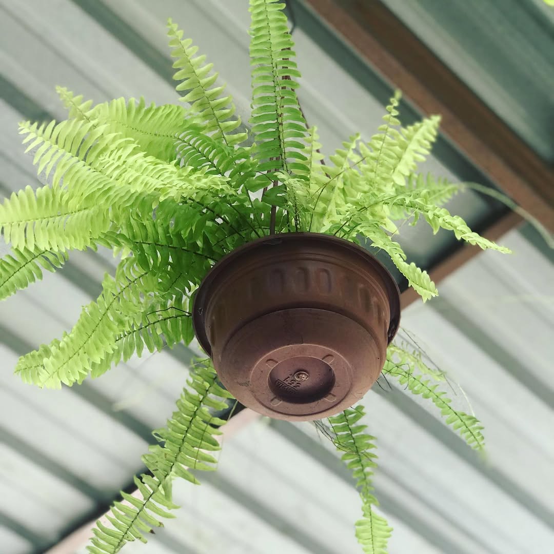 tanaman indoor gantung, boston fern