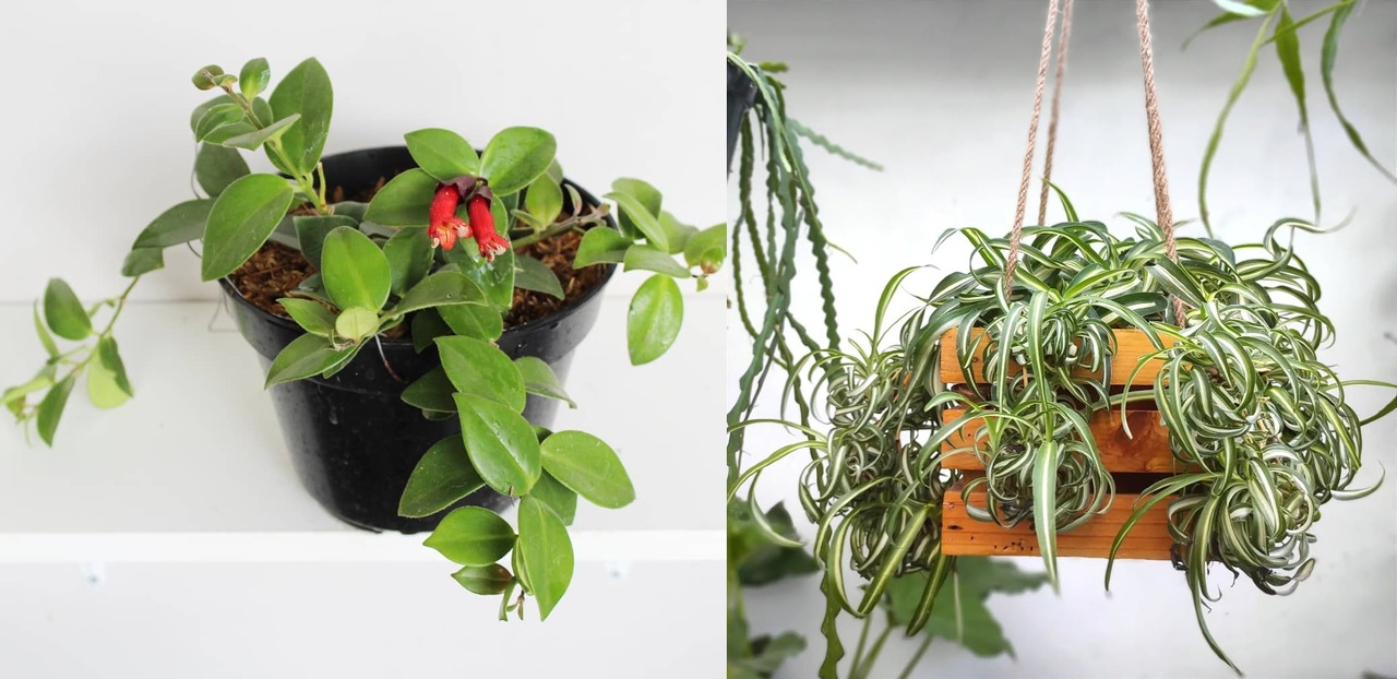 tanaman gantung indoor