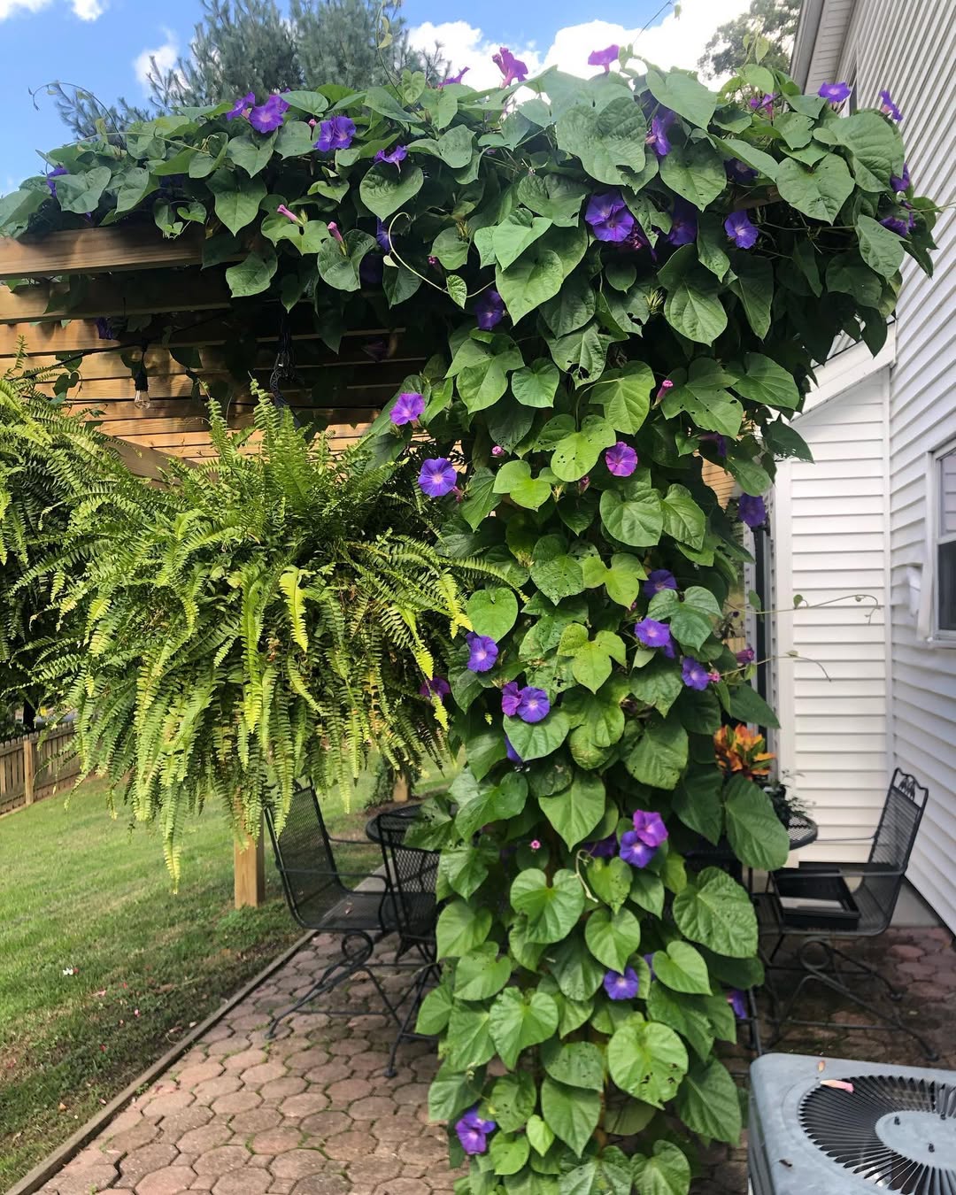 tanaman merambat untuk kanopi, morning glory tanaman merambat untuk kanopi, morning glory