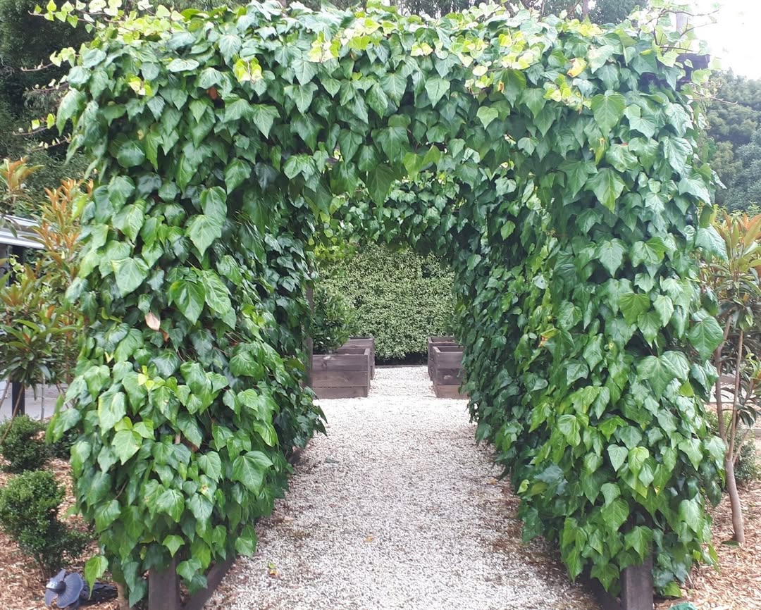 tanaman merambat untuk kanopi, english ivy tanaman merambat untuk kanopi, english ivy