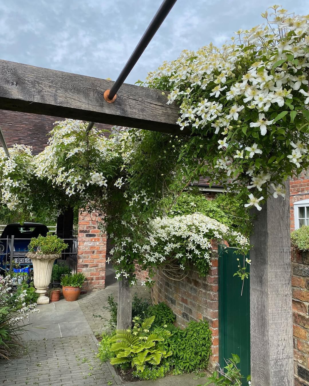 clematis clematis