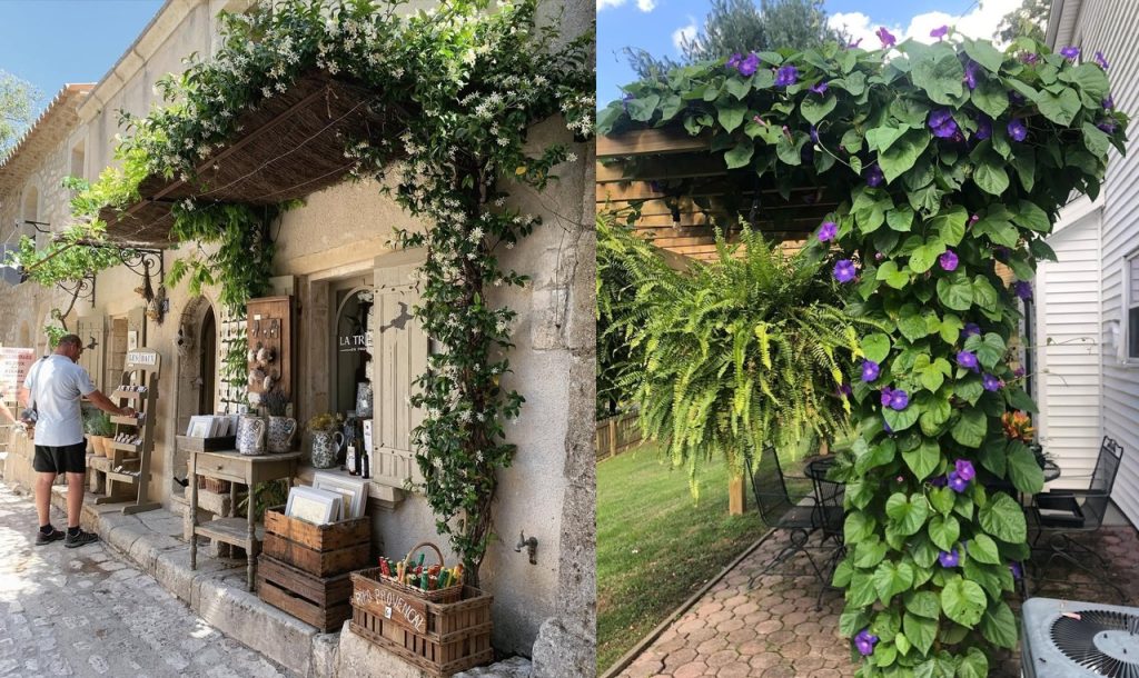 10 Tanaman Rambat untuk Kanopi, Cantik &amp; Sejuk