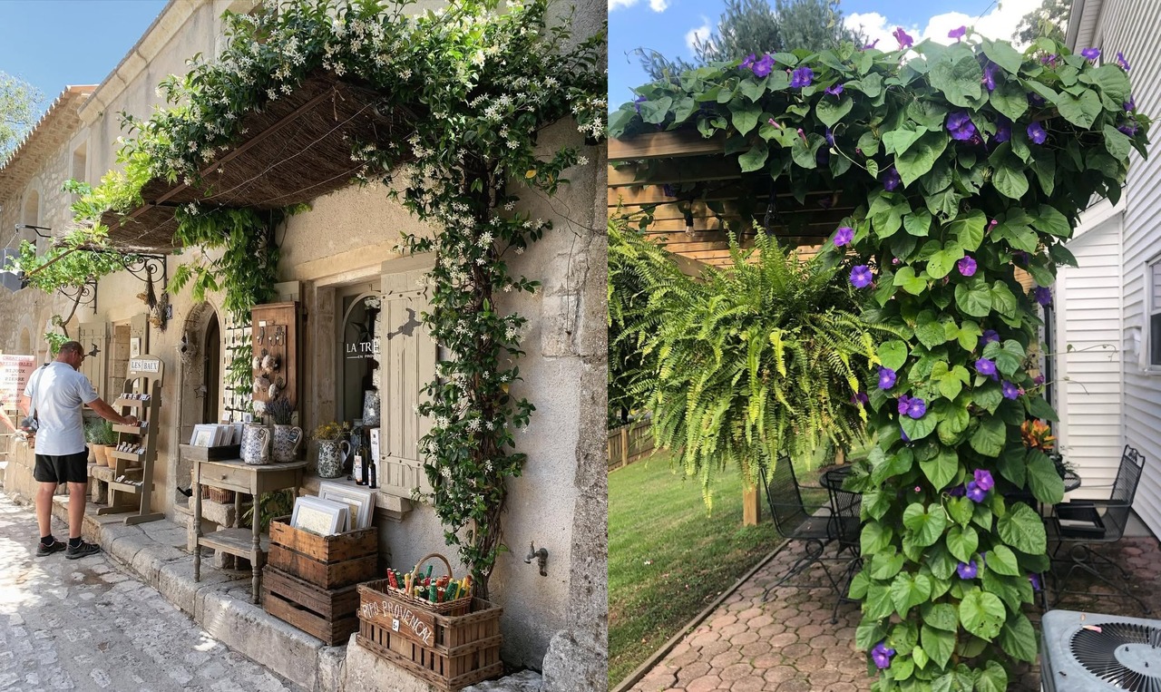 tanaman rambat untuk kanopi