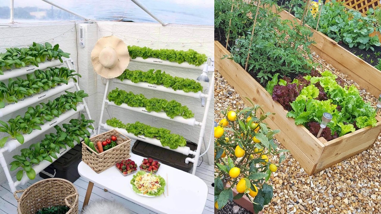 kebun sayur mini di halaman rumah