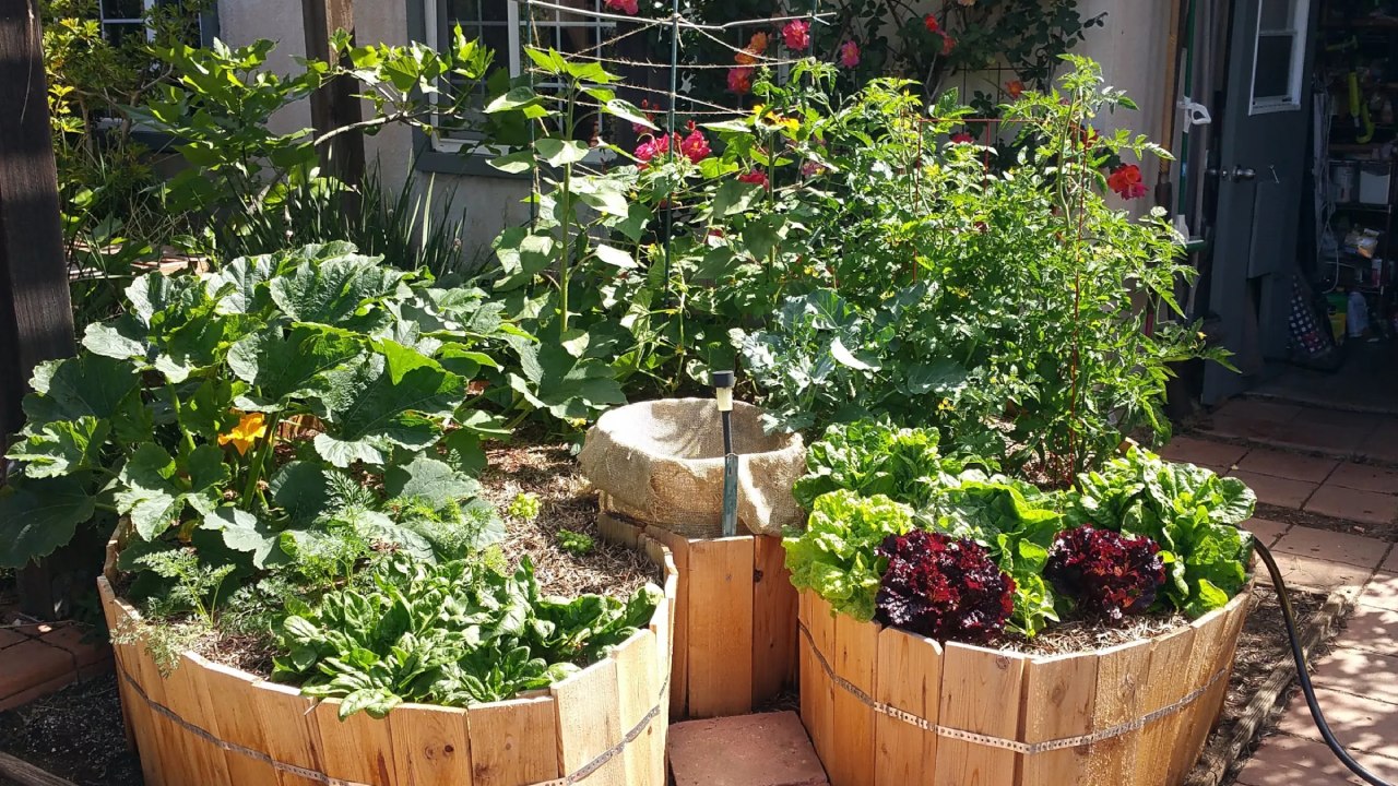 kebun sayur mini di halaman rumah