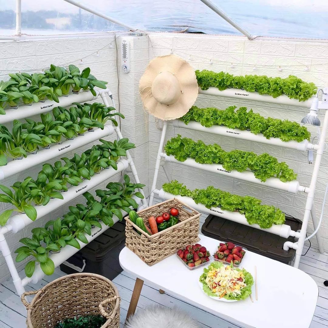 kebun sayur mini di halaman rumah
