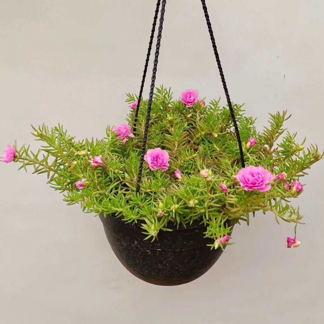 jenis tanaman vertical garden tahan panas, portulaca